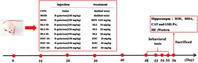 The improvement of Coreopsis tinctoria essential oil on learning and memory impairment of d-galactose-induced mice through Nrf2/NF-κB pathway